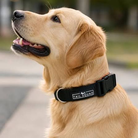Dog Collars